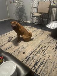 Lost Male Dog last seen jolly pleasant grove, Lansing, MI 48911