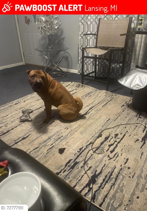 Lost Male Dog last seen jolly pleasant grove, Lansing, MI 48911