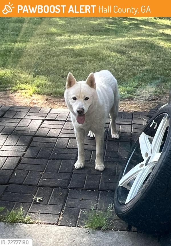 Found/Stray Male Dog last seen Near parks rd flowery branch, Hall County, GA 30542