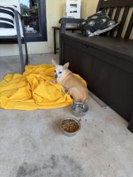 Found/Stray Female Dog last seen Trinity Mills and Kelly, Carrollton, TX 75287