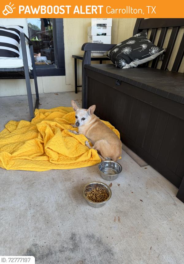 Found/Stray Female Dog last seen Trinity Mills and Kelly, Carrollton, TX 75287