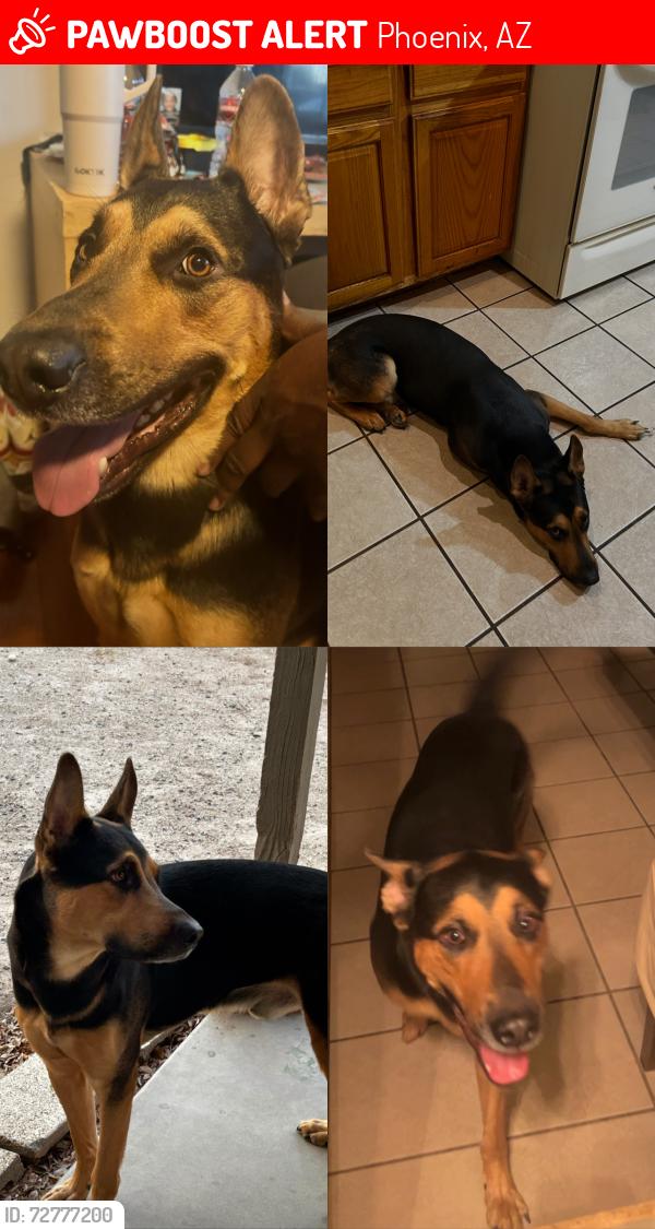 Lost Male Dog last seen 16th street and baseline , Phoenix, AZ 85042