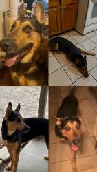 Lost Male Dog last seen 16th street and baseline , Phoenix, AZ 85042