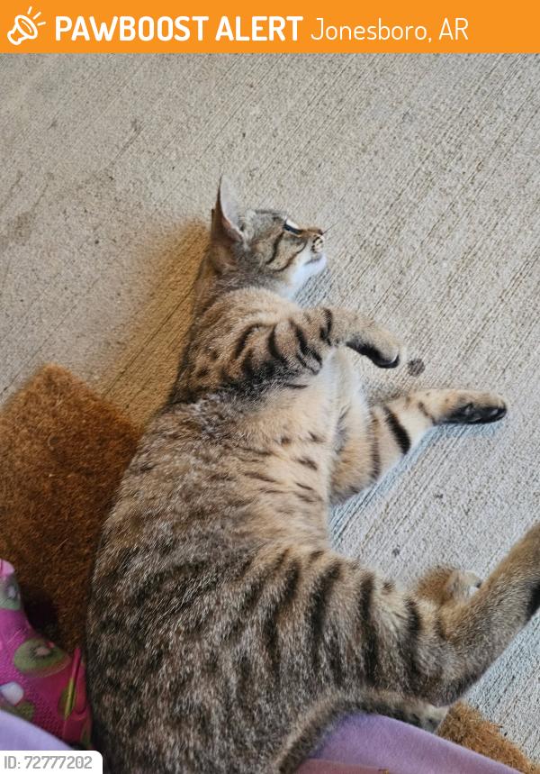 Found/Stray Male Cat last seen Highland , Jonesboro, AR 72401