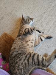 Found/Stray Male Cat last seen Highland , Jonesboro, AR 72401