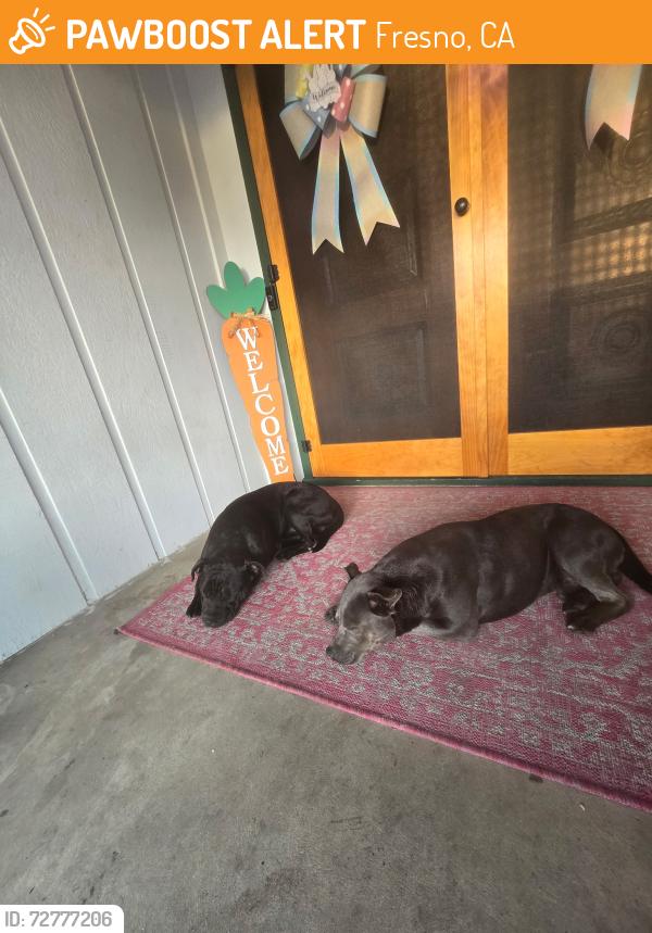 Found/Stray Male Dog last seen By Kratt School , Fresno, CA 93704