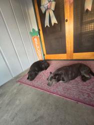 Found/Stray Male Dog last seen By Kratt School , Fresno, CA 93704