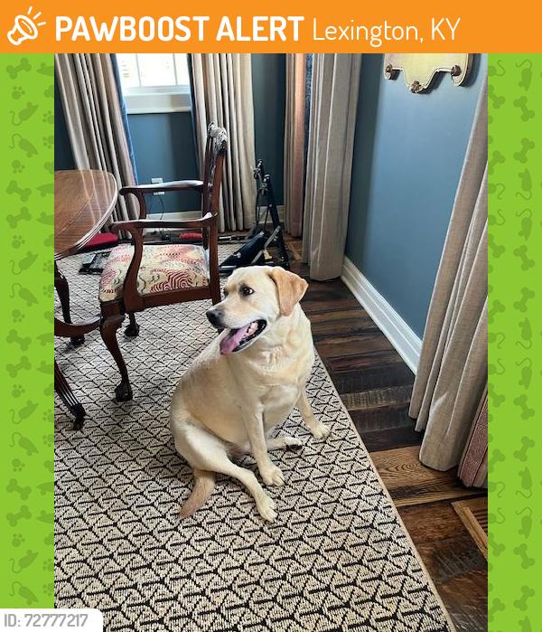 Found/Stray Male Dog last seen Lemmons Mill Road, Lexington, KY 40511