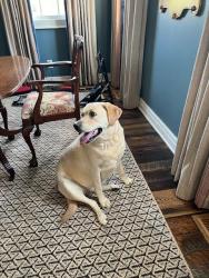 Found/Stray Male Dog last seen Lemmons Mill Road, Lexington, KY 40511