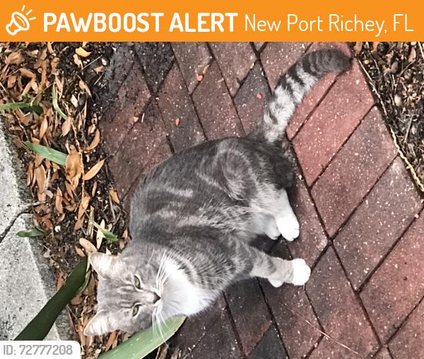 Found/Stray Unknown Cat last seen Madison and Meadowlane st, New Port Richey, FL 34652