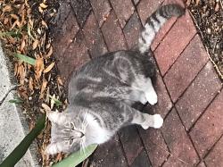 Found/Stray Unknown Cat last seen Madison and Meadowlane st, New Port Richey, FL 34652
