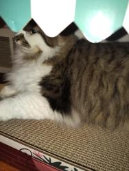Lost Male Cat last seen 10th and Ritter , Indianapolis, IN 46219
