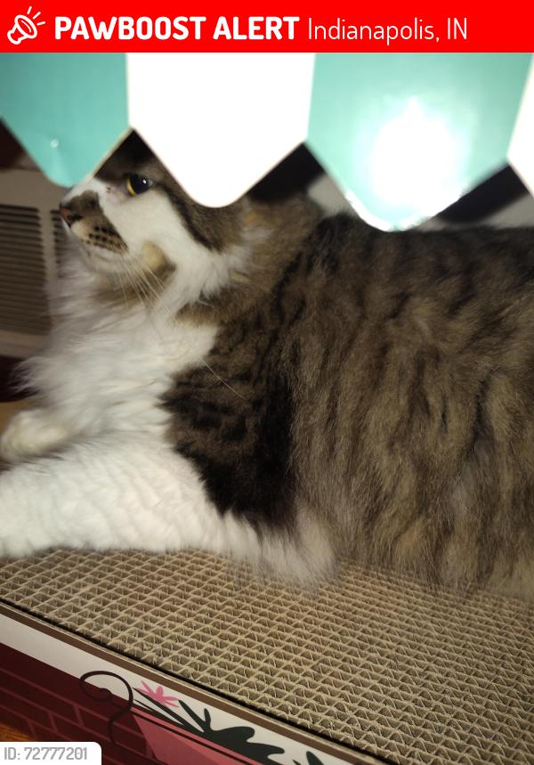 Lost Male Cat last seen 10th and Ritter , Indianapolis, IN 46219