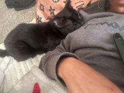 Lost Male Cat last seen Creek ridge , Greensboro, NC 27406