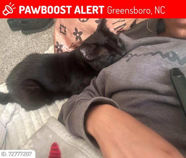 Lost Male Cat last seen Creek ridge , Greensboro, NC 27406