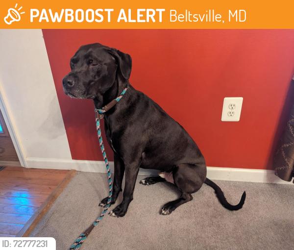 Found/Stray Male Dog last seen Powder Mill Rd and Queen Ann Ave, Beltsville, MD 20705