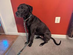 Found/Stray Male Dog last seen Powder Mill Rd and Queen Ann Ave, Beltsville, MD 20705