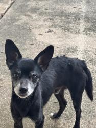 Found/Stray Male Dog last seen Bulverde , San Antonio, TX 78247
