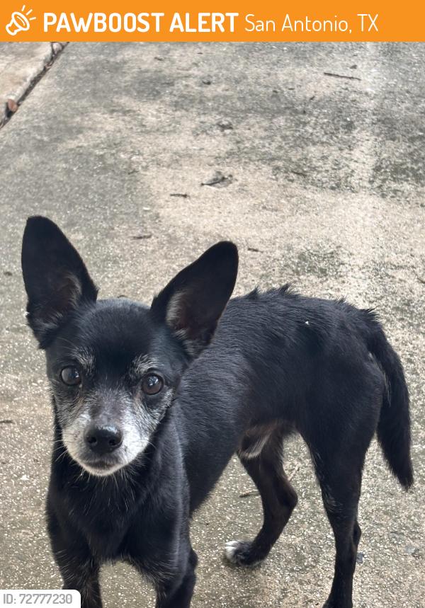Found/Stray Male Dog last seen Bulverde , San Antonio, TX 78247