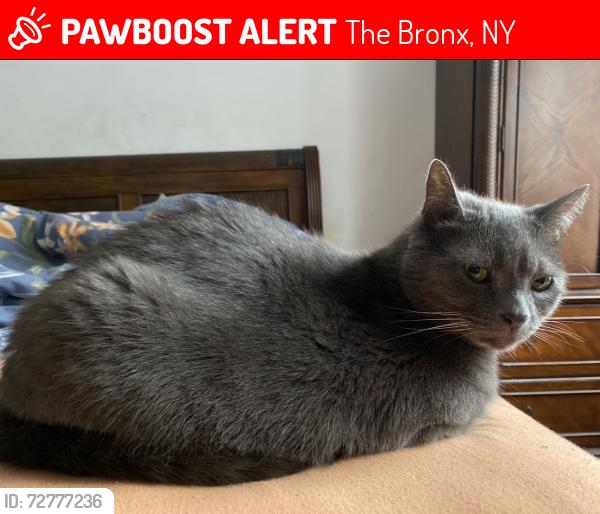 Lost Male Cat last seen Metropolitan Avenue , The Bronx, NY 10462