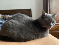 Lost Male Cat last seen Metropolitan Avenue , The Bronx, NY 10462