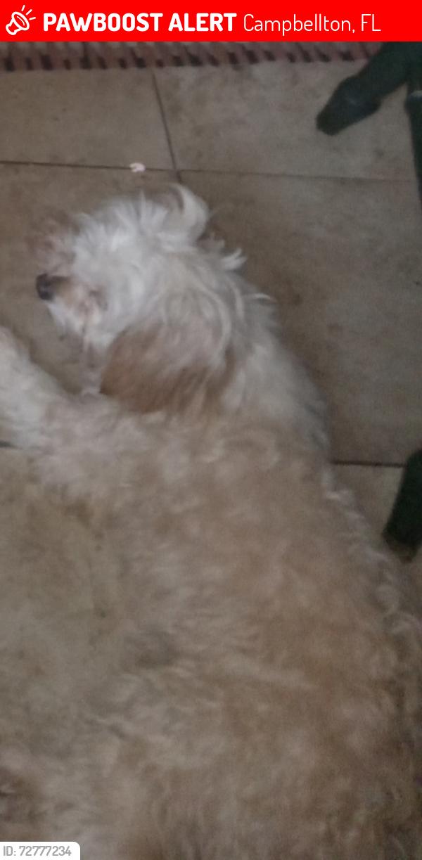 Lost Female Dog last seen Off from hwy 231 , Campbellton, FL 32426