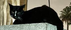 Lost Male Cat last seen Near king taco, Lynwood, CA 90262