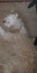 Lost Female Dog last seen Off from hwy 231 , Campbellton, FL 32426