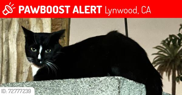 Lost Male Cat last seen Near king taco, Lynwood, CA 90262