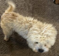 Found/Stray Male Dog last seen On Leichter between 72 & 73im NW OKC, Oklahoma City, OK 73132