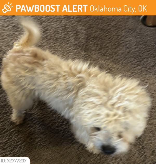 Found/Stray Male Dog last seen On Leichter between 72 & 73im NW OKC, Oklahoma City, OK 73132