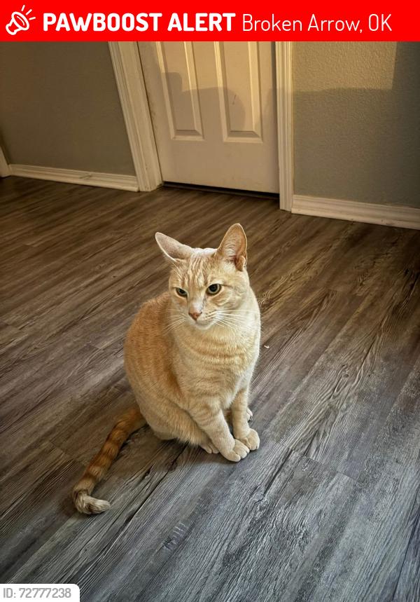Lost Male Cat last seen 41st and 209th , Broken Arrow, OK 74014
