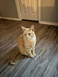 Lost Male Cat last seen 41st and 209th , Broken Arrow, OK 74014