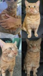 Lost Male Cat last seen dalton ave , Kanwal, NSW 2259