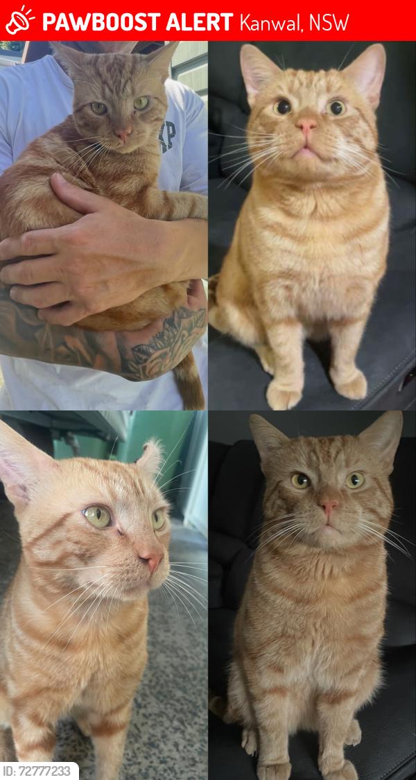 Lost Male Cat last seen dalton ave , Kanwal, NSW 2259