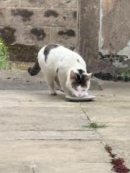 Found/Stray Male Cat last seen Foleshill CV6 5HR, West Midlands, England CV6 5HR