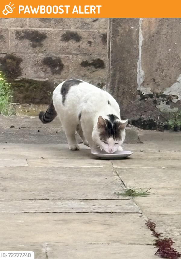 Found/Stray Male Cat last seen Foleshill CV6 5HR, West Midlands, England CV6 5HR