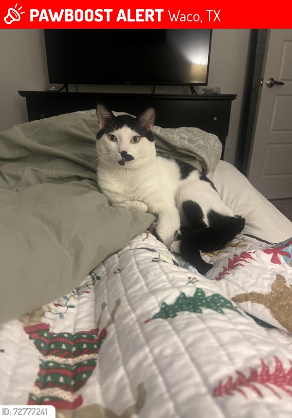 Lost Male Cat last seen Last seen at  in Woodway on Old McGregor near the Midway Little League baseball fields, Waco, TX 76712