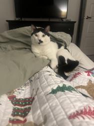 Lost Male Cat last seen Last seen at  in Woodway on Old McGregor near the Midway Little League baseball fields, Waco, TX 76712