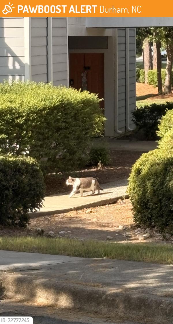 Found/Stray Unknown Cat last seen Dulce Cafe, Durham, NC 27713