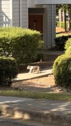 Found/Stray Unknown Cat last seen Dulce Cafe, Durham, NC 27713