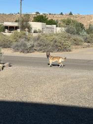 Found/Stray Female Dog last seen Calle de Blas & Calle Blanca, Corrales, NM 87048