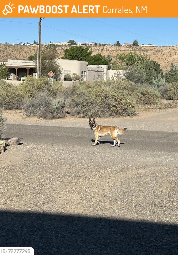 Found/Stray Female Dog last seen Calle de Blas & Calle Blanca, Corrales, NM 87048