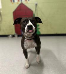 Shelter Stray Male Dog last seen Near , Indianapolis, IN 46221
