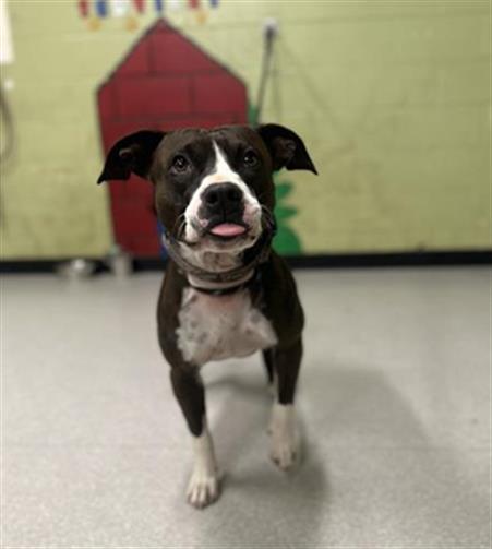 Shelter Stray Male Dog last seen Near , Indianapolis, IN 46221
