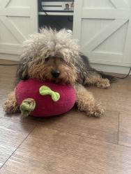 Lost Male Dog last seen Eden Park Drive & Gilbert Avenue, Cincinnati, OH 45202