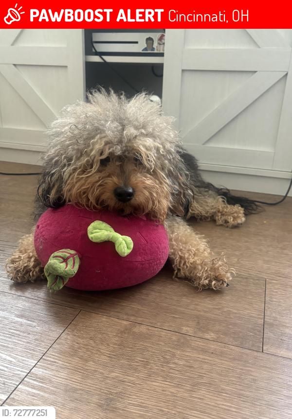 Lost Male Dog last seen Eden Park Drive & Gilbert Avenue, Cincinnati, OH 45202