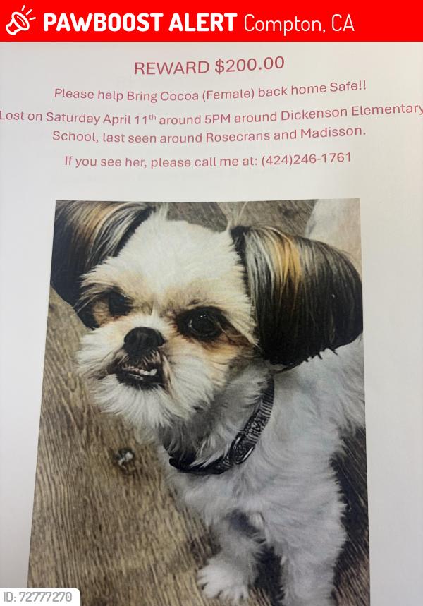 Lost Female Dog last seen Rosecrans ave and Aranbe st, Compton, CA 90221