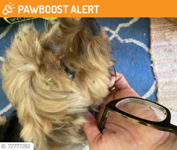 Found/Stray Male Dog last seen 30th court, West Palm Beach, FL 33407
