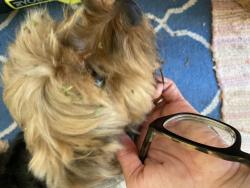 Found/Stray Male Dog last seen 30th court, West Palm Beach, FL 33407